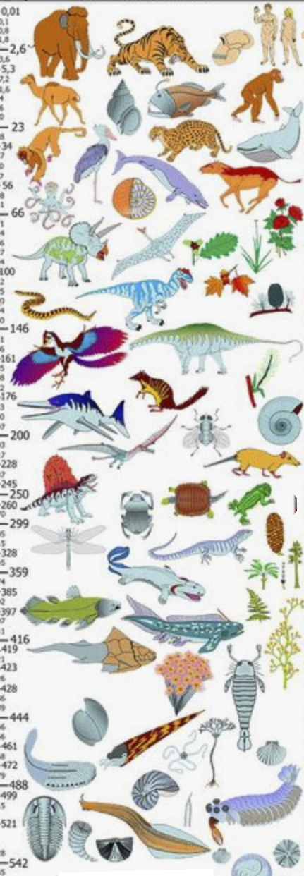 Traditional image of the fossil progress through the geologic column